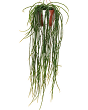 Afbeelding in Gallery-weergave laden, Rhipsalis paradoxa 'Minor' - Root Houseplants