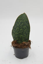 Afbeelding in Gallery-weergave laden, Sansevieria masoniana 'Victoria' - Root Houseplants