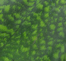 Afbeelding in Gallery-weergave laden, Sansevieria masoniana 'Victoria' - Root Houseplants