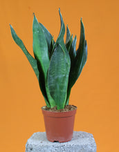 Load image into Gallery viewer, Sansevieria trifasciata 'Black Diamond' - Root Houseplants