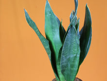 Load image into Gallery viewer, Sansevieria trifasciata 'Black Diamond' - Root Houseplants