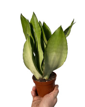 Afbeelding in Gallery-weergave laden, Sansevieria trifasciata 'Moonshine' - Root Houseplants