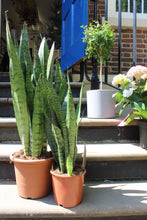 Afbeelding in Gallery-weergave laden, Sansevieria zeylanica - Root Houseplants