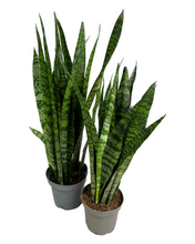 Afbeelding in Gallery-weergave laden, Sansevieria zeylanica - Root Houseplants