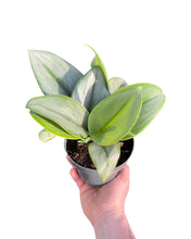 Afbeelding in Gallery-weergave laden, Scindapsus treubii 'Moonlight' - Root Houseplants