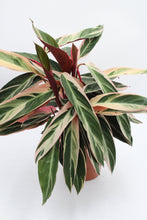 Afbeelding in Gallery-weergave laden, Stromanthe thalia 'Triostar' - Root Houseplants