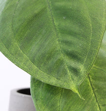 Afbeelding in Gallery-weergave laden, Syngonium macrophyllum 'Frosted Heart' - Root Houseplants