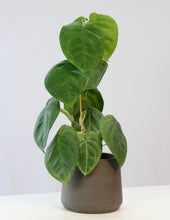 Afbeelding in Gallery-weergave laden, Syngonium macrophyllum 'Frosted Heart' - Root Houseplants