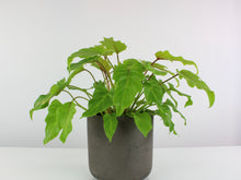 Afbeelding in Gallery-weergave laden, Thaumatophyllum xanadu 'Gold' - Root Houseplants