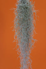 Afbeelding in Gallery-weergave laden, Tillandsia usneoides - Spanish Moss - Root Houseplants