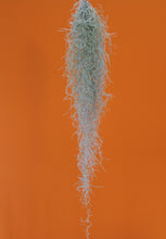Afbeelding in Gallery-weergave laden, Tillandsia usneoides - Spanish Moss - Root Houseplants