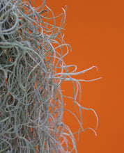 Afbeelding in Gallery-weergave laden, Tillandsia usneoides - Spanish Moss - Root Houseplants