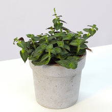 Afbeelding in Gallery-weergave laden, Tradescantia 'Tiana' - Root Houseplants