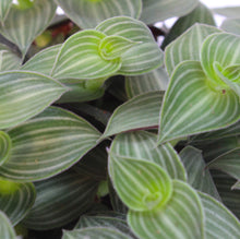 Afbeelding in Gallery-weergave laden, Tradescantia 'Tiana' - Root Houseplants