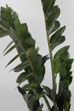 Afbeelding in Gallery-weergave laden, Zamioculcas zamiifolia 'Super Nova' - Root Houseplants