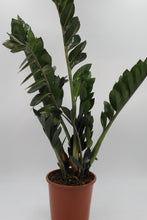 Afbeelding in Gallery-weergave laden, Zamioculcas zamiifolia 'Super Nova' - Root Houseplants