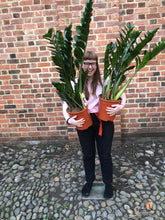 Afbeelding in Gallery-weergave laden, Zamioculcas zamiifolia - ZZ plant - Root Houseplants