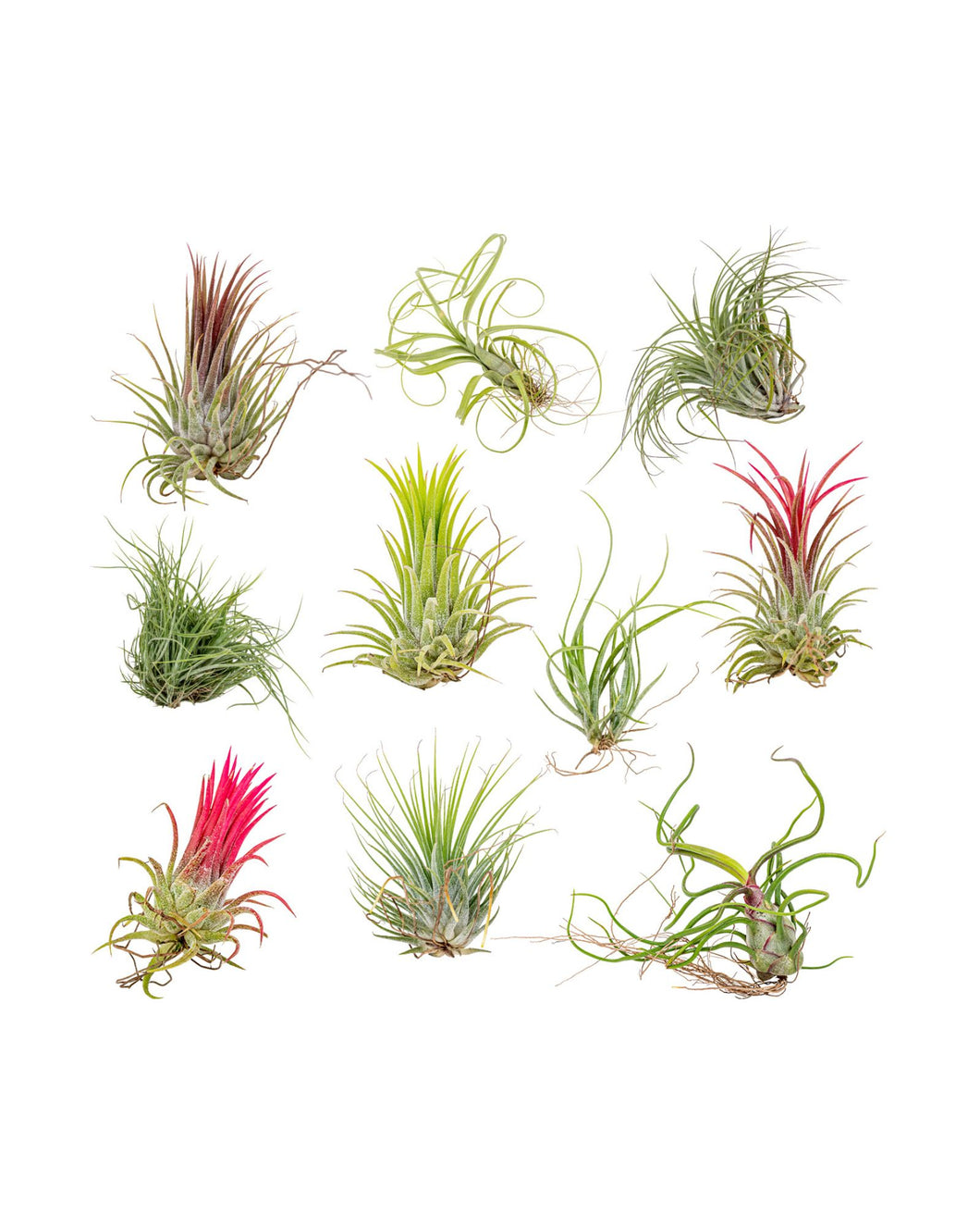 10 x Tillandsia plants (mix) - Root Houseplants