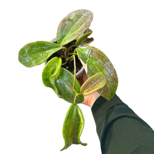 Hoya merrillii (long leaves)