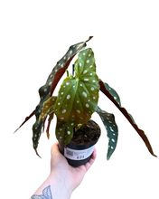Load image into Gallery viewer, Begonia maculata &#39;Wightii&#39;
