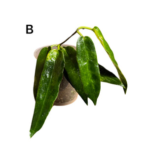 Hoya archboldiana