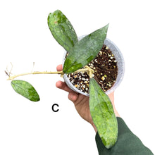 Load image into Gallery viewer, Hoya clemensiorum
