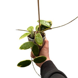 Hoya acuta albomarginata (Syn. Hoya verticillata var. Verticillata albomarginata)