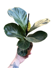 Load image into Gallery viewer, Ficus lyrata &#39;Bambino&#39; - Fiddle Leaf Fig
