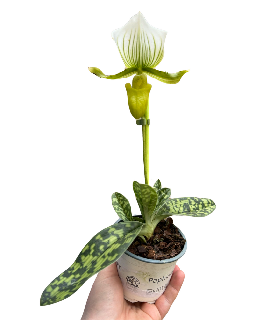 Paphiopedilum × maudiae 'Femma'