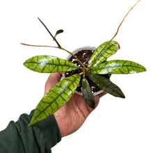 Load image into Gallery viewer, Hoya callistophylla
