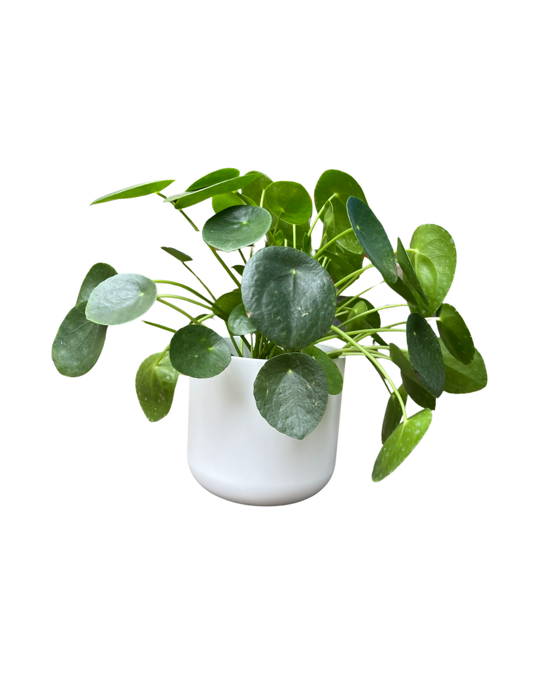 Houseplant and Pot Gift