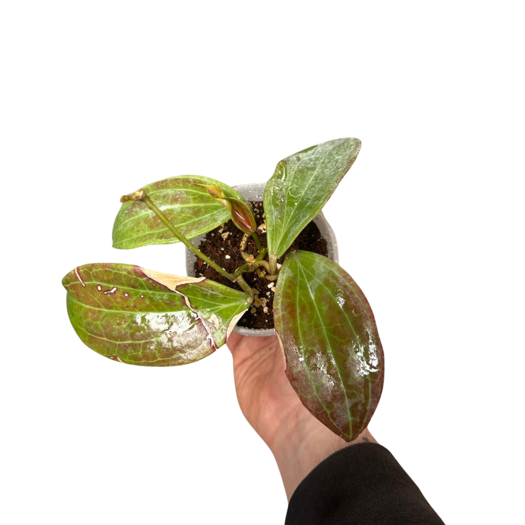 Hoya merrillii (long leaves)