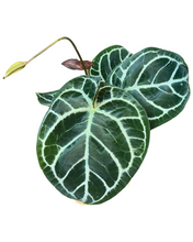 Load image into Gallery viewer, Anthurium crystallinum &#39;KARMA Hybrid&#39; (compact)
