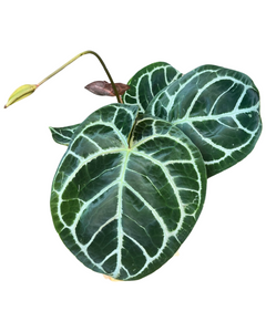 Anthurium crystallinum 'KARMA Hybrid' (compact)