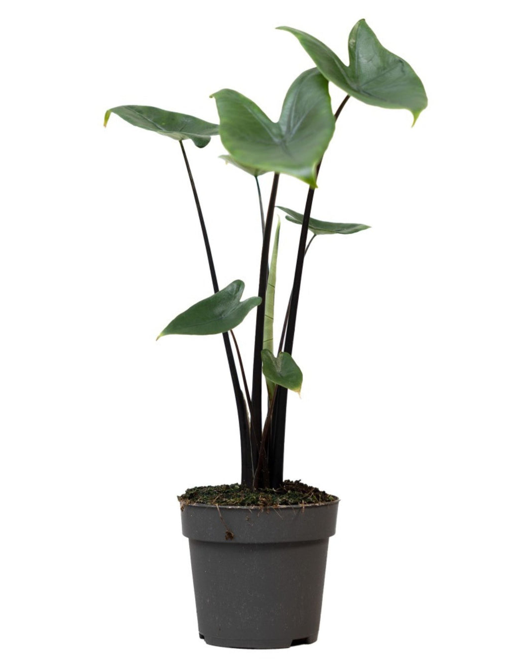 Alocasia 'Black Zebrina'