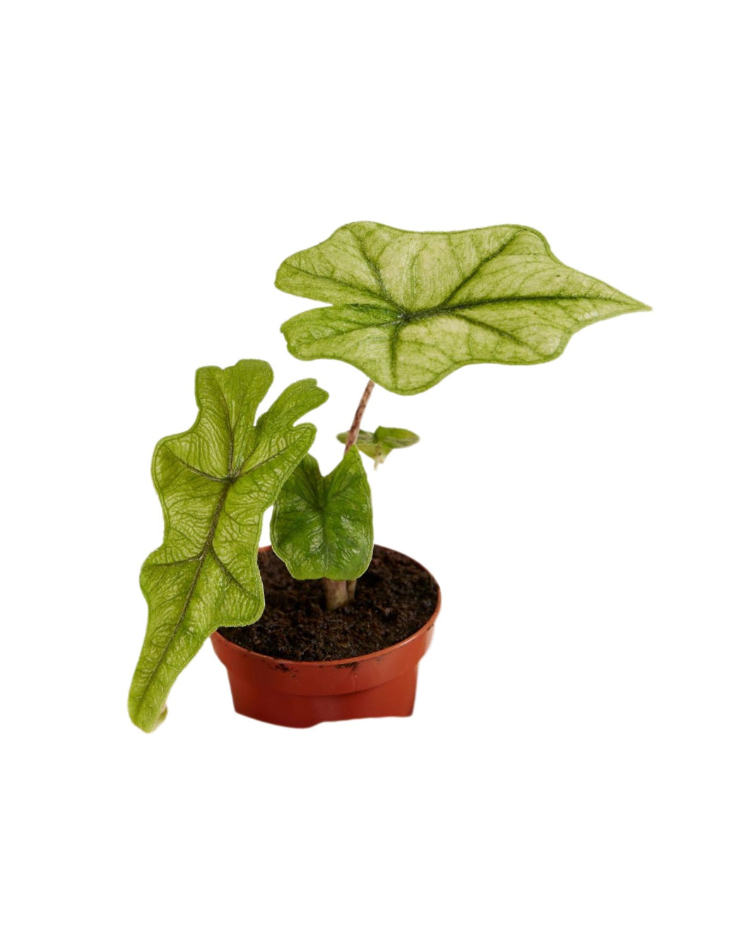 Root Houseplants