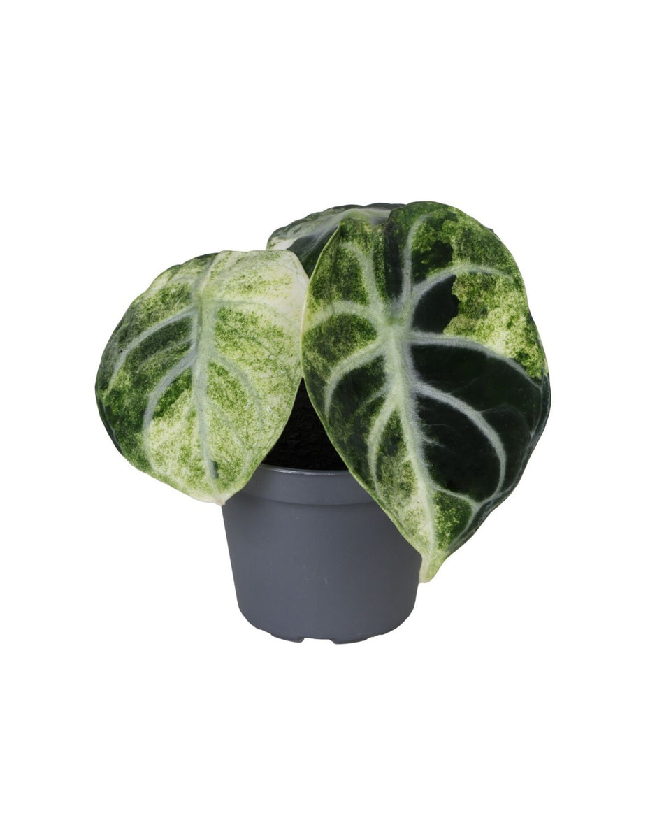 Root Houseplants - Shop Alocasia 'Ninja Variegata' - Fresh from the grower
