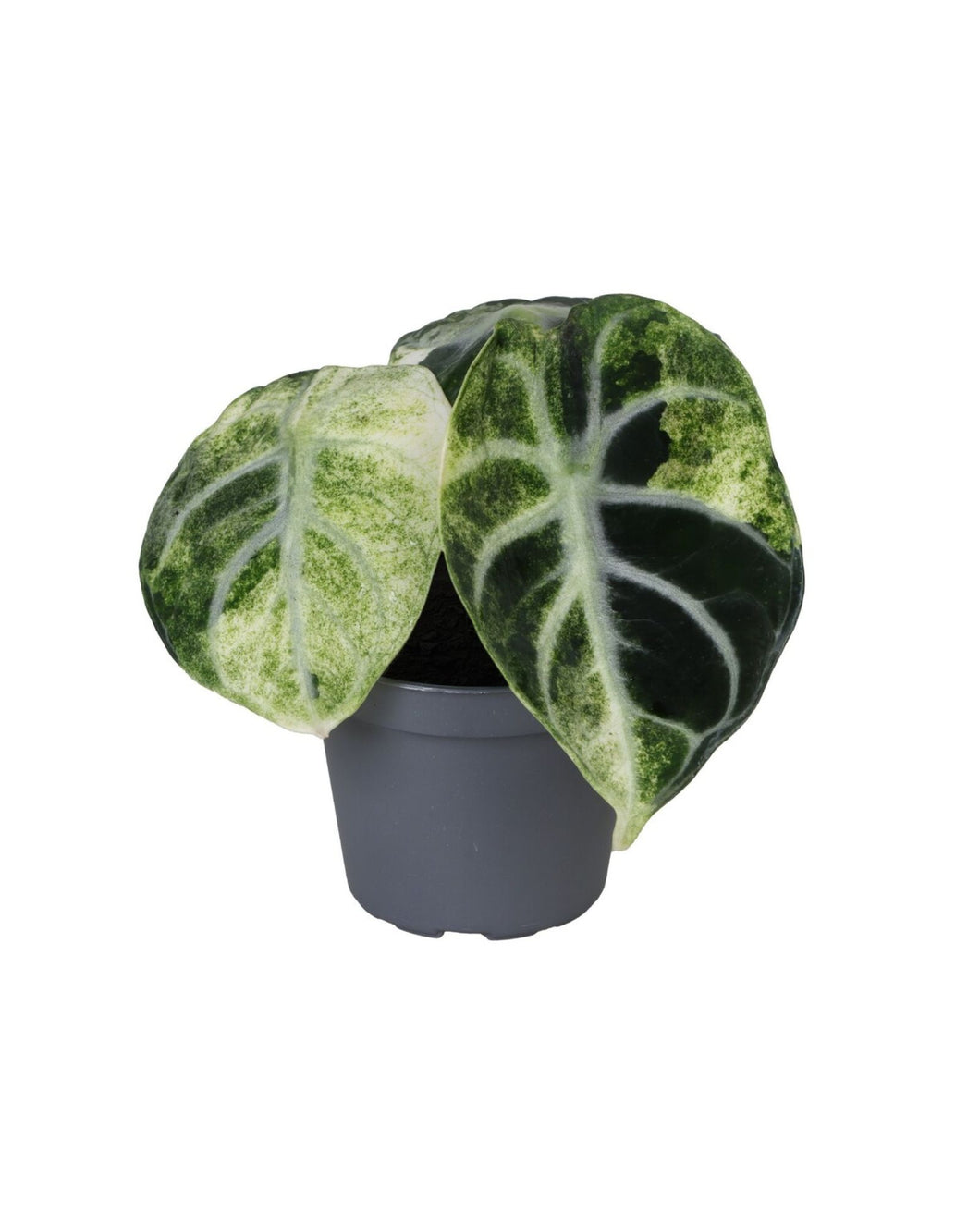 Alocasia 'Ninja Variegata'