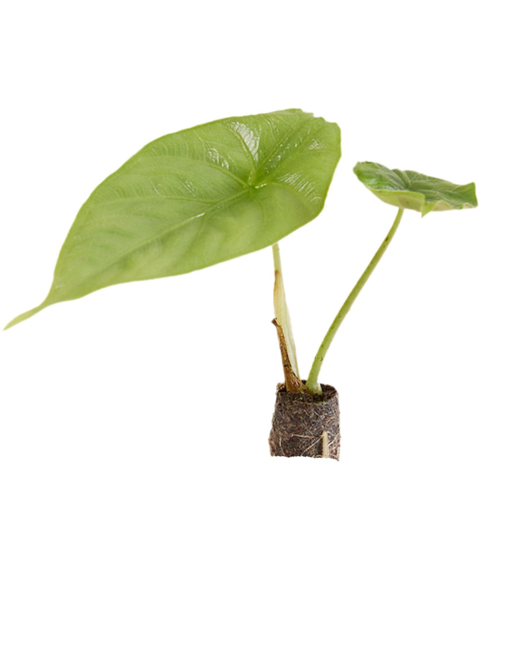 Root Houseplants