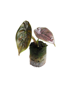 Root Housplants