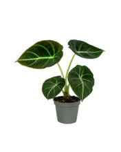 Carica l&#39;immagine nel visualizzatore di Gallery, Alocasia reginula &#39;Black Velvet&#39;
