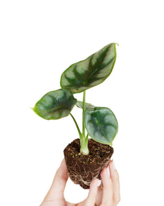 Alocasia 'reversa'