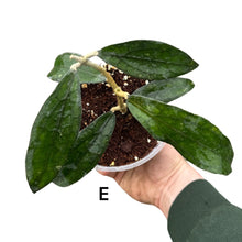 Load image into Gallery viewer, Hoya clemensiorum
