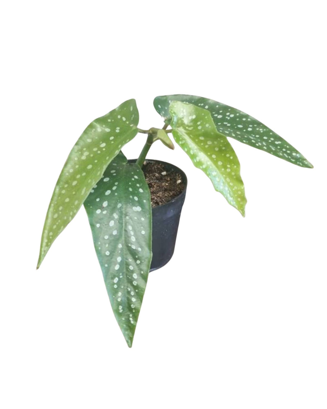 Begonia albopicta