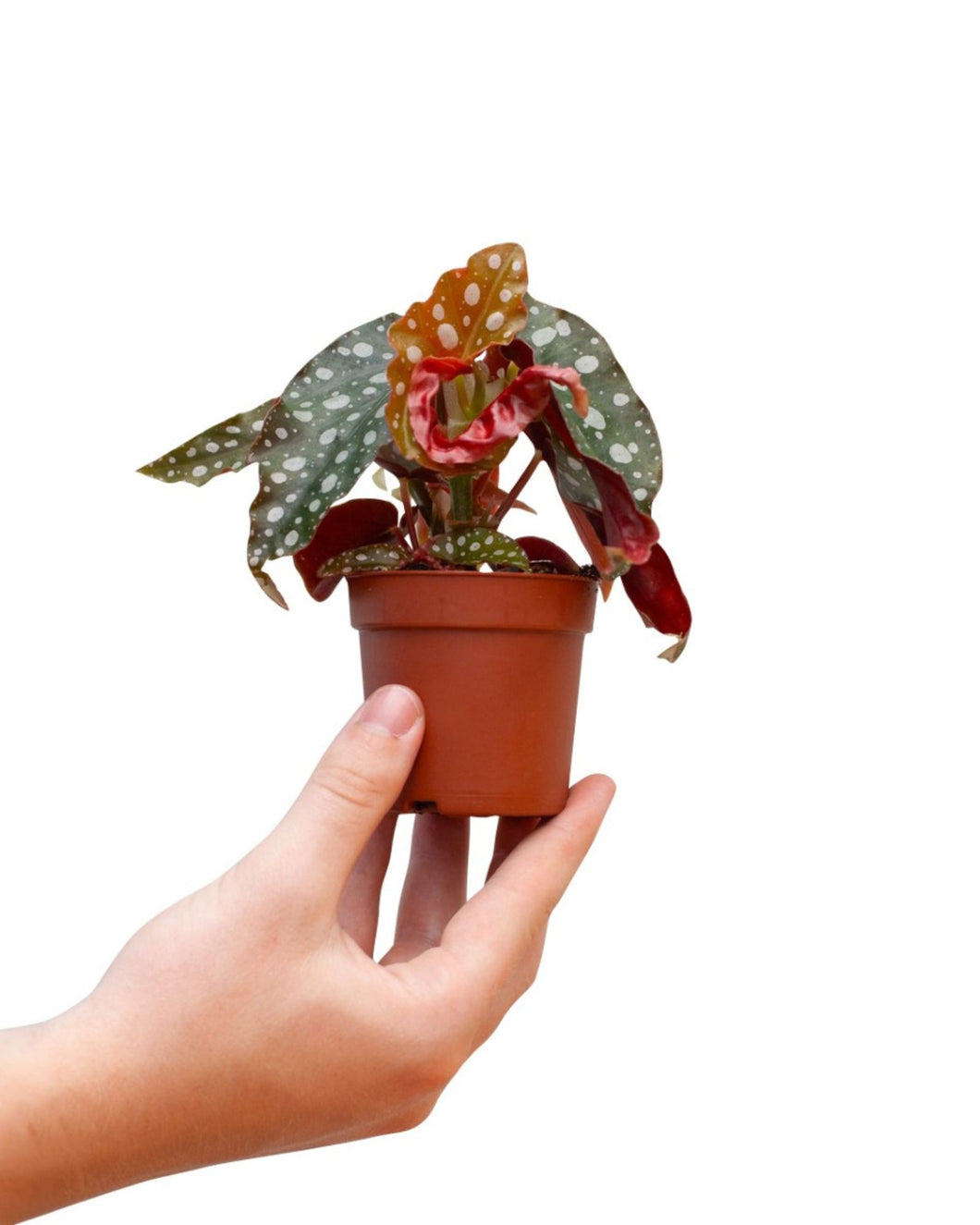 Begonia maculata 'Wightii'