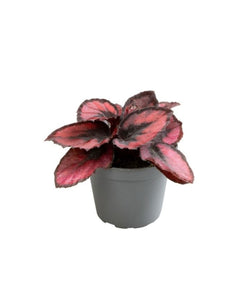 Begonia rex 'Red Kiss'