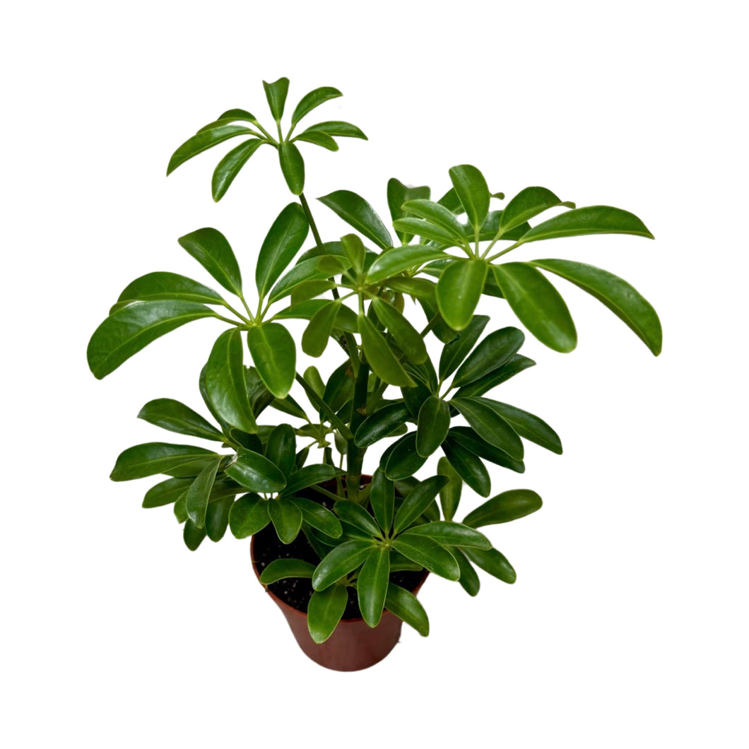 Schefflera arboricola 'Luseana' (syn. Heptapleurum arboricola)