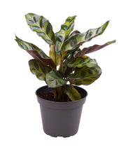 Load image into Gallery viewer, Root Houseplants
