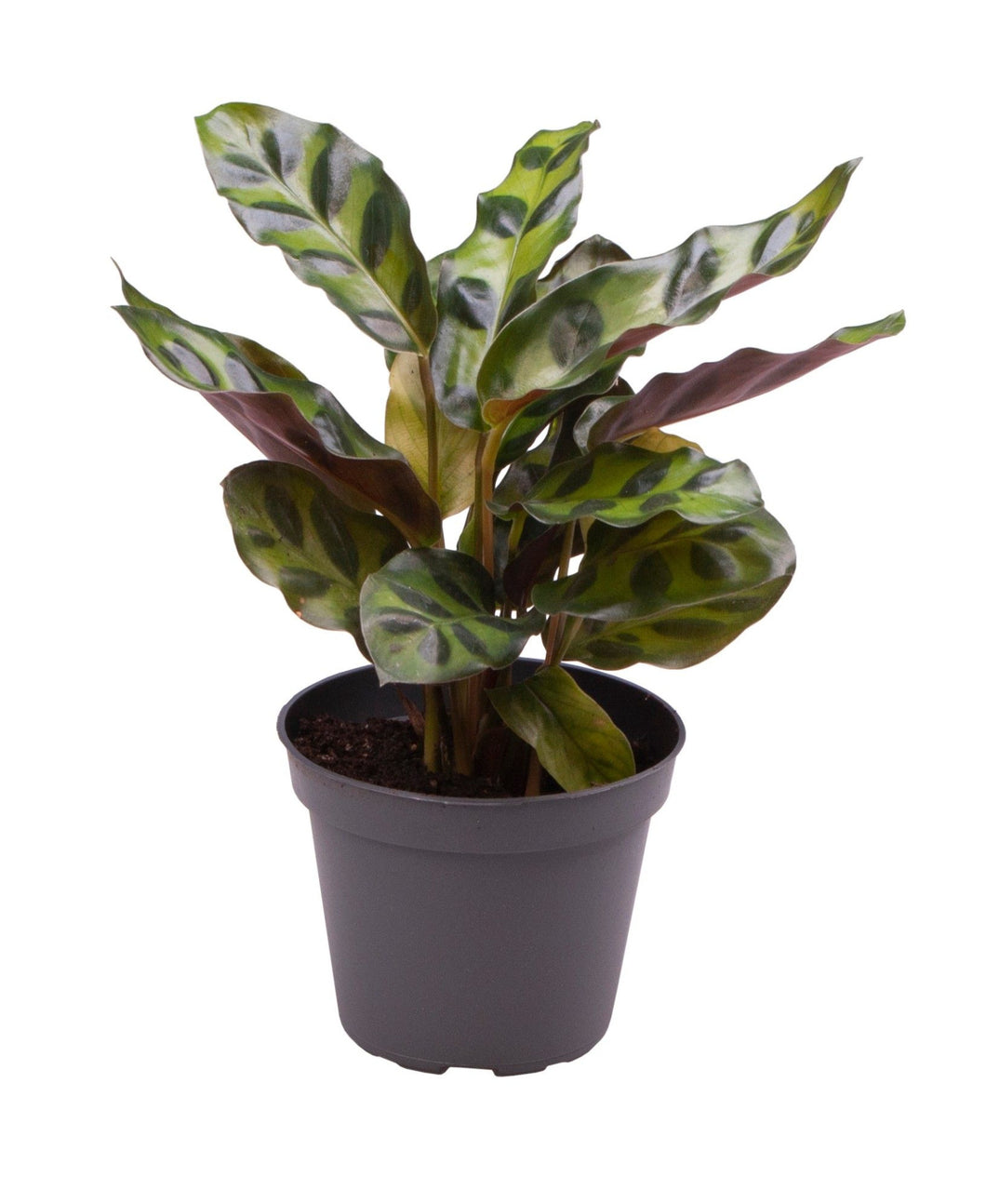 Root Houseplants