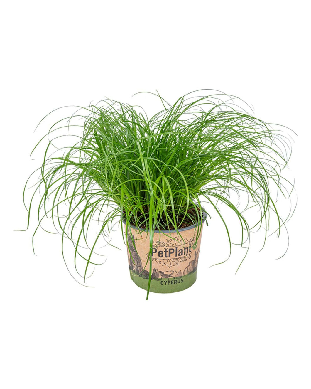 Cyperus alternifolius 'Zumula' - Cat Grass